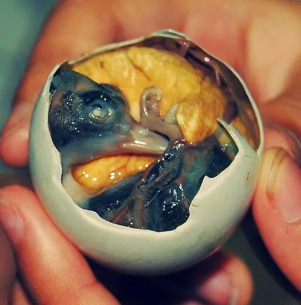Balut (16 Days) - Traditional Filipino Street Food